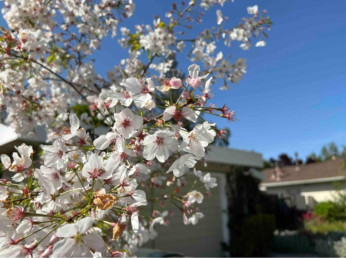 Palo Alto Quiet 1 Bedroom Stanford University Luaran gambar